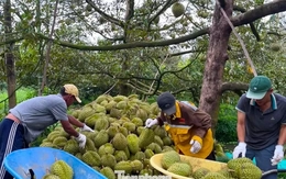 Đề nghị Bộ Công an vào cuộc xử lý việc mua bán mã số vùng trồng