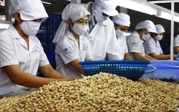 Ngành điều Việt Nam: Từ 'công xưởng chế biến' tới bài toán thương hiệu