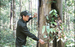 Loại gỗ quý hiếm bậc nhất Việt Nam: Từng được định giá 500 triệu đồng/m³, hiện rất khó gặp trong tự nhiên