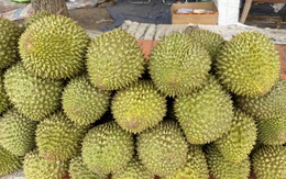 Giá sầu riêng Ri6 bật tăng trở lại