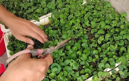 Lợi ích của rau má