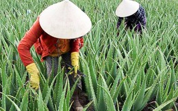 Cây thuốc quý mọng nước, là “vàng mười” cho sức khỏe, được doanh nghiệp thu mua chế biến xuất khẩu đi 20 nước