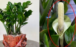 Hiện tượng kim tiền nở hoa