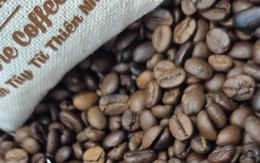 Giá cà phê hôm nay 23-5: Robusta tăng tiếp