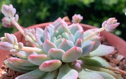 Lời khuyên khi trồng sen đá