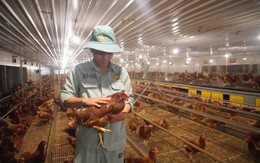 “Cỗ máy” sản xuất 300 triệu quả trứng/năm, có cả trứng nhân sâm của chủ tịch Nguyễn Như So: Nuôi 1 triệu con gà, vận hành bằng robot Đức