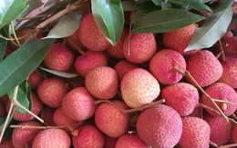 Vải trứng Hưng Yên, mận hậu Sơn La được mang bán trên trời