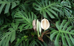 Hiện tượng trầu bà nở hoa