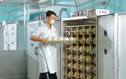 Trung tâm làm ra quả trứng nặng 1,5kg giá nửa triệu của một đại gia Việt: Chi phối 60% thị phần, công nhân phải canh hứng từng quả trứng