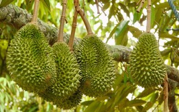 Tránh Việt Nam và Thái Lan, một đối thủ sầu riêng chọn lối đi riêng: Không chạy theo sản lượng, tập trung bán phân khúc cao cấp tại Trung Quốc