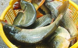 Lời khuyên khi mua cá