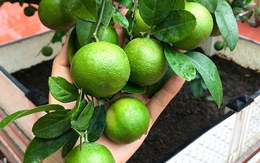 Lợi ích khi trồng chanh