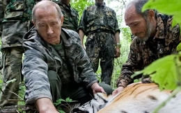Tổng thống Nga Putin tặng bốn con hổ cho nước láng giềng