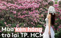 Sống ở TP.HCM hơn 10 năm mới thấy mùa kèn hồng "ngang ngược" thế này, bảo sao ai cũng rần rần xách máy lên phố!