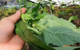 Loại rau bồi bổ cơ thể, làm mát gan: Mọc hoang đầy Việt Nam mà ít ai biết để ăn