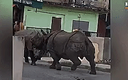 VIDEO: Hai “quái thú” khổng lồ đại chiến ngay trên đường phố Nepal