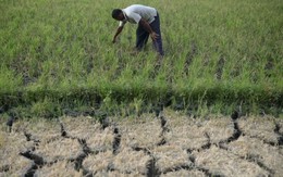 Siêu El Nino chưa từng có trong 150 năm cận kề: Nỗi lo lúa cháy khô, cá chết bỏng vì nắng nóng bủa vây hàng triệu nhà nông