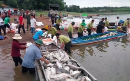 Hơn 100 tấn cá lồng bè tại hồ Trị An chết bất thường