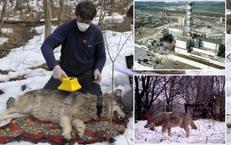Bầy sói sống giữa vùng đất chết Chernobyl đang tiến hóa kỳ lạ, các nhà khoa học phát hiện điều đáng kinh ngạc