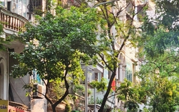 Tin vui cho thứ 2 mệt mỏi nhất: Chỉ cần vượt qua 117 ngày nữa thôi là có 5 ngày nghỉ liên tiếp!
