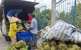 Nguyên nhân giá sầu riêng 'rẻ như bèo'