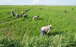 Cuba áp dụng cách của Việt Nam: Thả một loài vật xuống ruộng lúa, kết quả gây bất ngờ