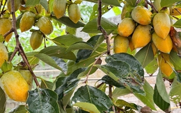 Lời khuyên dành cho các gia đình đang trồng cây hồng