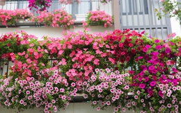 8 loại hoa nở quanh năm không biết mệt, lại còn dễ trồng dễ chăm