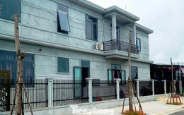 Bỏ mặc cây xanh thành 'củi khô' hàng loạt giữa khu định cư mới