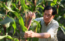 Ứng dụng cây trồng công nghệ sinh học tại Việt Nam ghi nhận những bước tiến ổn định