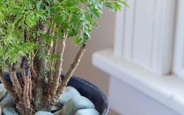 6 lý do vì sao bạn nên trồng 1 cây đinh lăng trong nhà