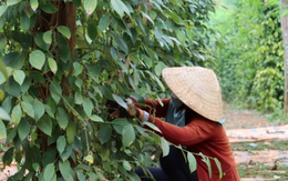 Cây thuốc quý của Việt Nam được Mỹ đánh giá cao, trả nhiều tiền mua về, hóa ra là “vàng mười” cho sức khỏe