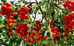 Lời khuyên đến những gia đình đang trồng cây cà chua