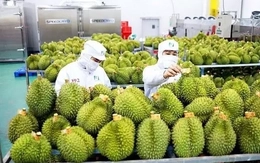 Sầu riêng 'tắc' kiểm nghiệm Cadimi, rớt giá: Đang làm việc với Trung Quốc
