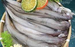 Đặc sản biển nổi tiếng của biển, có giá trị dinh dưỡng cao, mang lại nhiều lợi cho sức khỏe