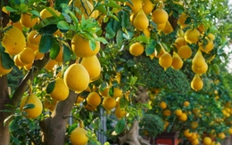 Lời khuyên đến những gia đình đang trồng cây bưởi