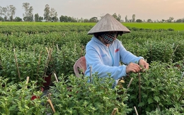 Loài cây tưởng chỉ trưng cho đẹp, ai ngờ còn là thuốc quý được Mỹ đánh giá cao: Người Việt dùng nhiều mà ít biết