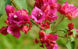 9 lý do tại sao gia đình nào cũng nên trồng cây hoa giấy
