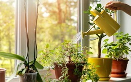 6 loại cây cực tốt khi trồng trong nhà: Thanh lọc không khí, đuổi côn trùng, "túi thuốc" chữa bách bệnh
