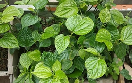 Lời khuyên dành cho những gia đình đang trồng cây lá lốt