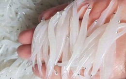 "Ngọc trong nước" độc nhất ở sông Đà, cực bổ dưỡng người già và trẻ nhỏ đều thích