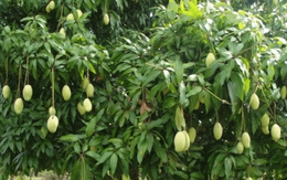 Lời khuyên dành cho những gia đình đang trồng cây xoài