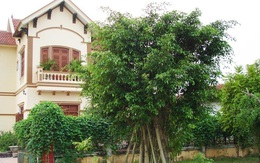 4 loại cây cản tài lộc, không nên trồng trong nhà