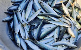Bác sĩ tiết lộ 5 loại cá bình dân giàu omega-3 không thua cá hồi: Chợ Việt có tất cả