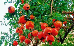 Vì sao người xưa thường trồng cây lựu trong sân nhà?