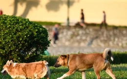Từ 1/8, phạt tới 2 triệu đồng nếu để chó ra đường không rọ mõm