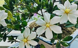 4 loại cây "đại cát", rất nên trồng trong nhà