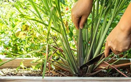 3 loại cây người xưa thường trồng quanh nhà để đuổi muỗi hiệu quả