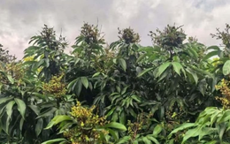 Phát hiện Trung Quốc đang xây dựng ngân hàng gen vải thiều lớn nhất thế giới: Lưu giữ gần 800 giống, phát triển giống vải lai nhãn đầu tiên