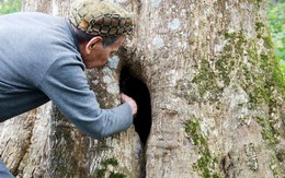 Hai cây gỗ quý hơn 200 tuổi ở Việt Nam: Được trả 100 tỷ vẫn không bán, cả làng thay nhau canh giữ